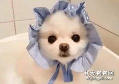 博美使用哪種沐浴露對毛發好
