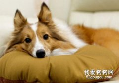 喜樂蒂脫毛的原因有哪些？