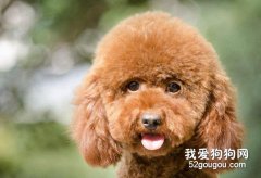 泰迪使用什么沐浴露可以使毛發變得光澤靚麗？