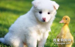 薩摩耶使用哪種沐浴露可以改善皮屑問題？