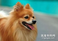 博美掉毛嚴重怎么辦？