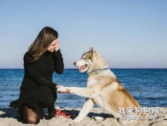 夏季如何飼養阿拉斯加