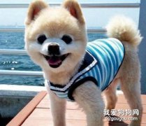 夏天如何喂養博美