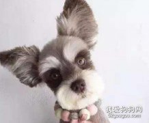 雪納瑞皮屑多使用沐浴露洗澡可以改善嗎？