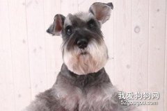 雪納瑞掉毛嚴重的原因是什么
