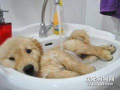 夏季高溫狗狗中暑怎么辦