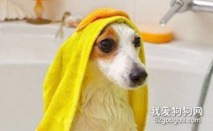 狗狗光亮毛發的重要因素有哪些