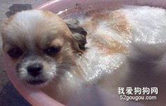 幼犬应该使用哪种沐浴露比较好