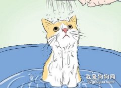 给猫咪洗澡的实用技巧