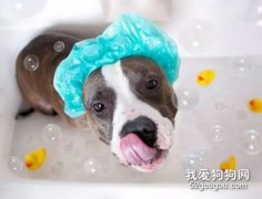 如何讓狗狗不再害怕洗澡