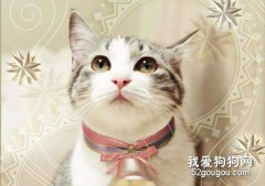 夏季如何護理貓咪的毛發