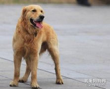 金毛犬容易生病嗎？什么時間容易生病？
