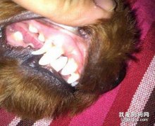 狗狗長雙排牙怎么解決