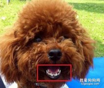 狗狗雙排牙的3種危害