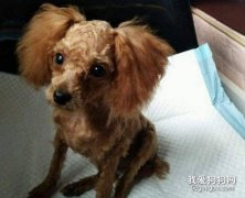 給狗狗剃胎毛的好處