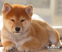 柴犬嘔吐的治療方法有哪些