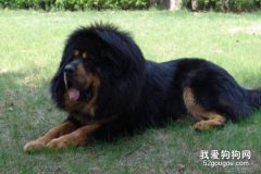 如何訓練藏獒聽話