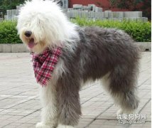飼養古代牧羊犬的五個注意事項