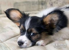 蝴蝶犬生病七個癥狀