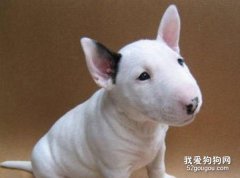 喂養牛頭梗幼犬要注意哪些問題