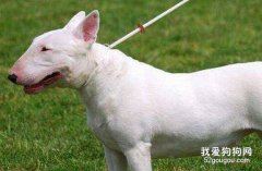 牛頭梗耳朵怎么護理？