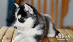 哈士奇幼犬喂養的四大注意事項