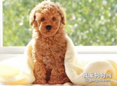 貴賓犬掉毛三大因素，你了解多少？