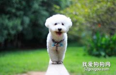 比熊掉毛正常嗎？