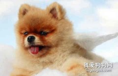 博美身上長跳蚤怎么辦？