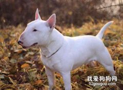 如何去除牛頭梗的皮屑