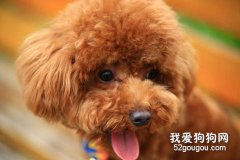 泰迪毛色不好怎么辦