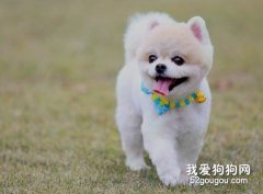 狗狗眼屎多怎么辦？