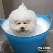如何給比熊洗澡呢？
