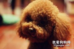 泰迪毛發打結嚴重怎么辦