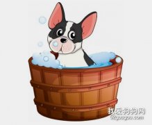 給養寵新手的一些寵物洗澡建議