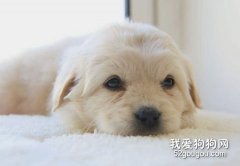 狗狗身上異味大怎么回事？