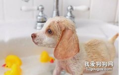 夏天給狗狗洗澡注意事項