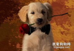 為什么要定期給狗狗洗澡