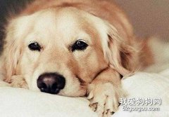 狗狗得了皮膚病的注意事項
