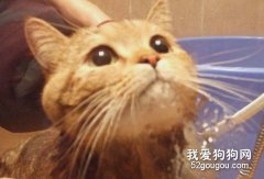 如何给猫咪洗澡，猫咪洗澡的步骤