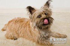 如何護理狗狗的嘴毛