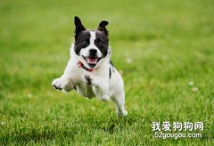如何讓狗狗養成一身靚麗的毛發