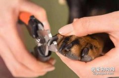 給狗狗剪趾甲的方法和順序