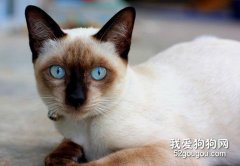 如何養一只美麗優雅的暹羅貓