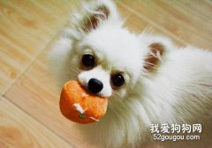 狗狗有耳螨怎么辦?