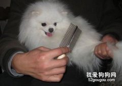 狗狗毛發打結怎么辦？