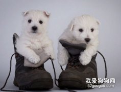 養狗八大注意事項看你有沒有遺漏