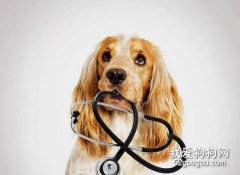 為什么狗狗會得關節炎？