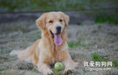 狗狗關節炎怎么治療？
