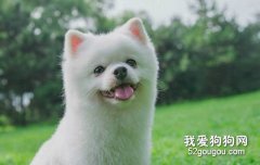 給狗狗洗澡的正確步驟